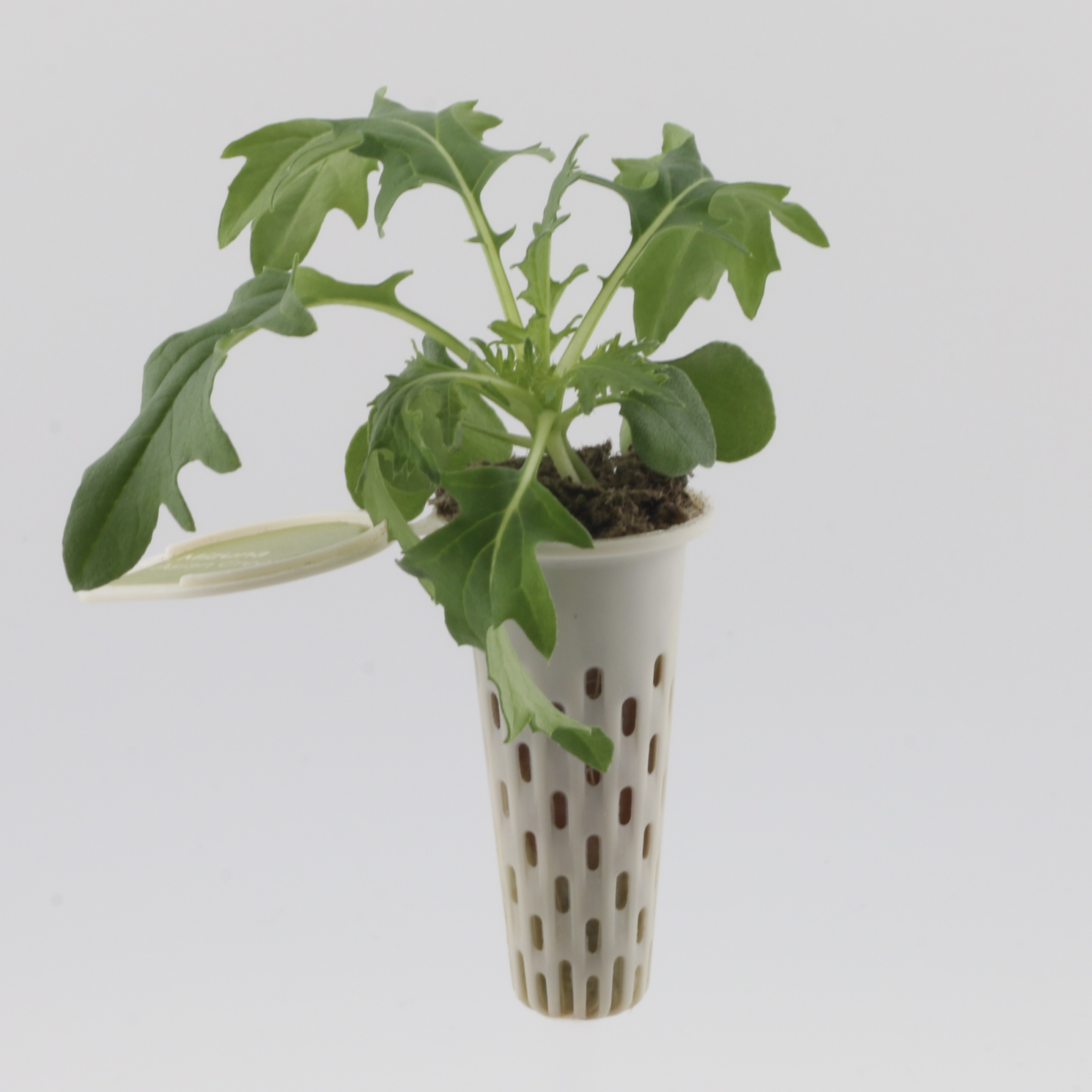 baby greens seedpod