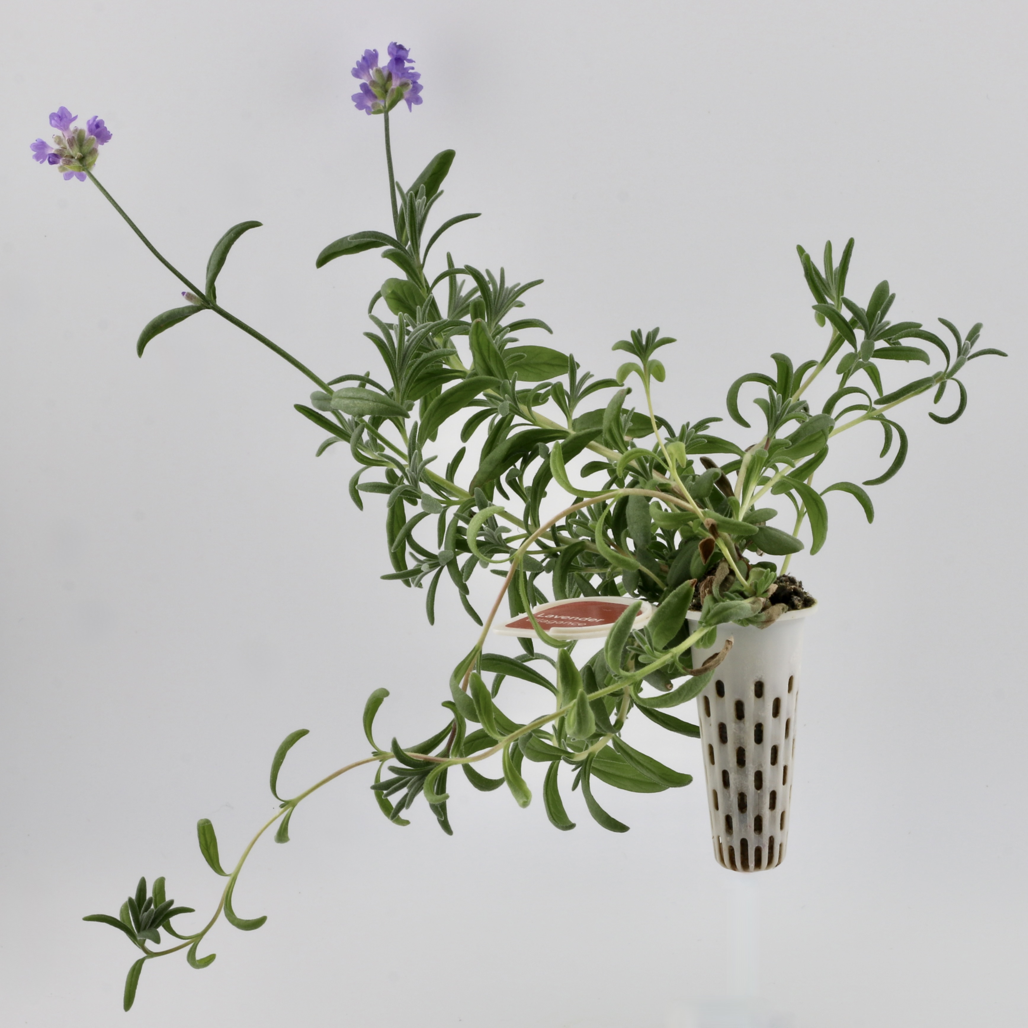 flowers seedpod
