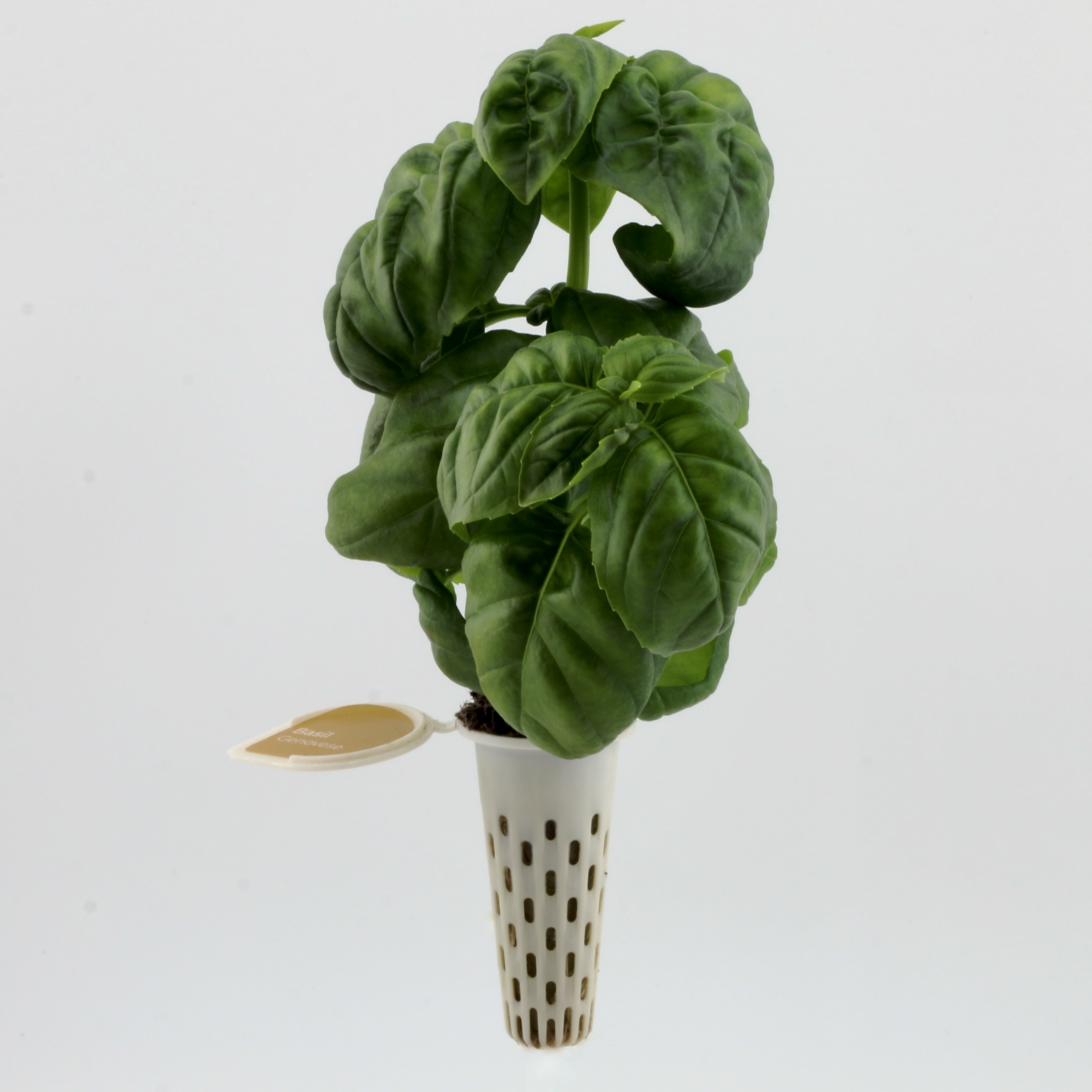 herbs seedpod