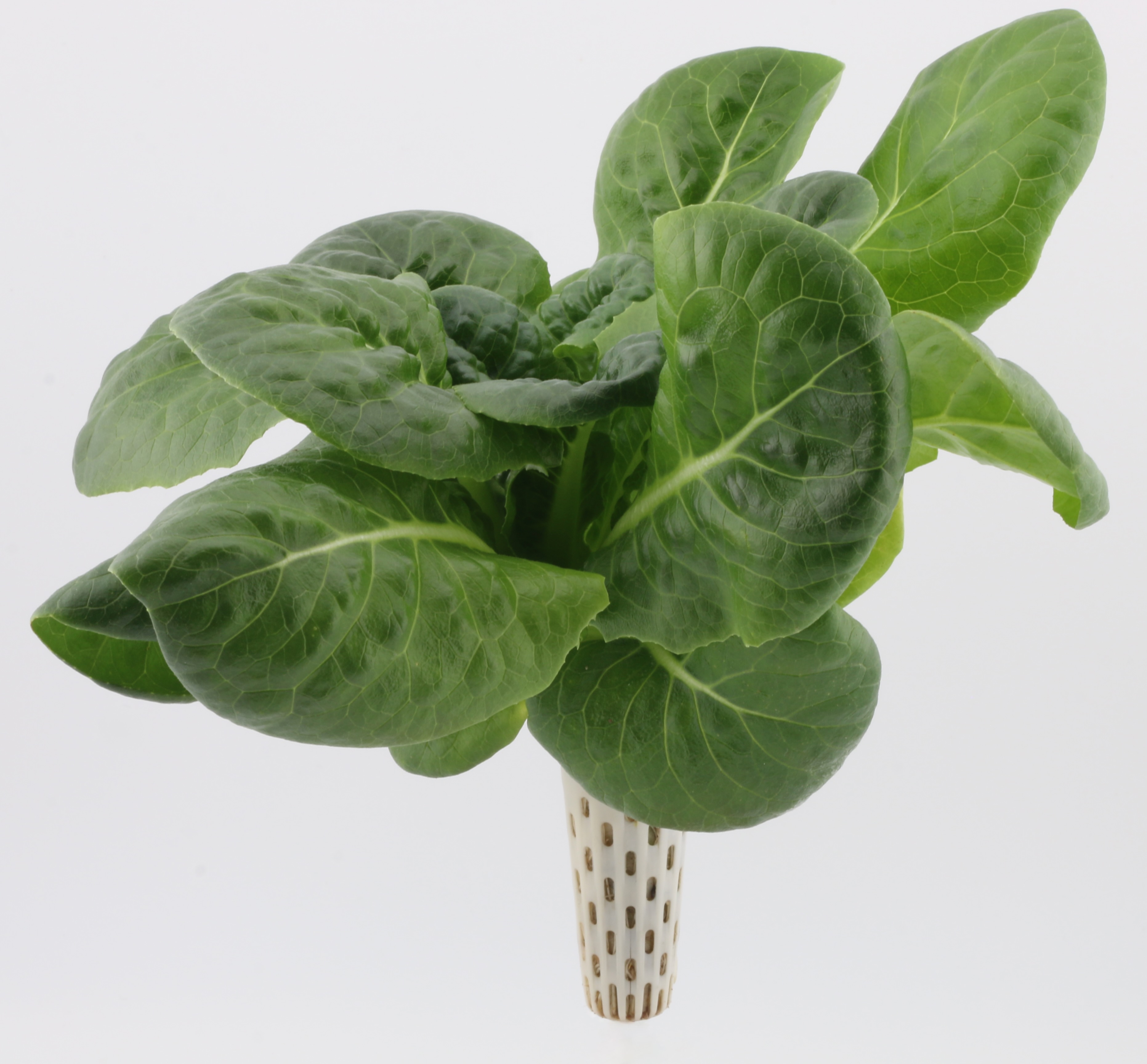 leafy greens seedpod