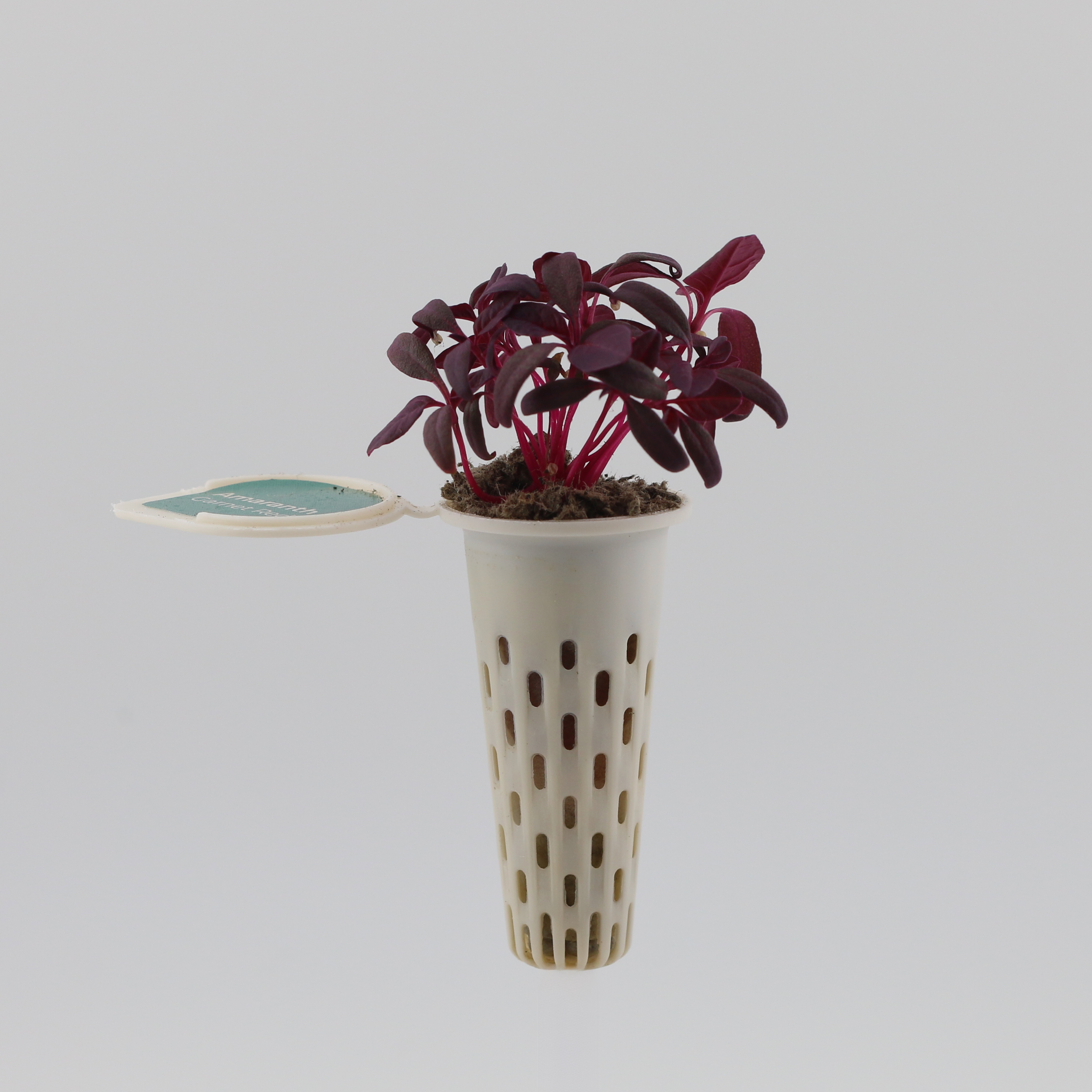 Self-Nurturing compostable seed pod for effortless growing